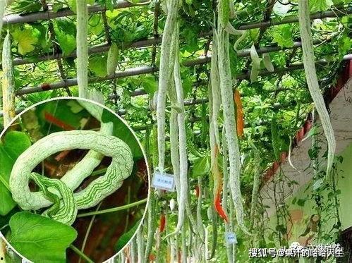 吃瓜草蛇,揭秘网络热传背后的真相与趣味