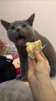 看猫猫吃几口瓜,萌态百出，瓜香四溢