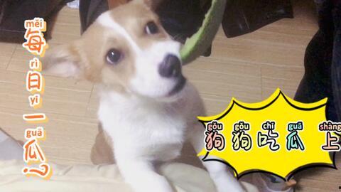 呱呱每天吃瓜,每日一瓜，快乐成长