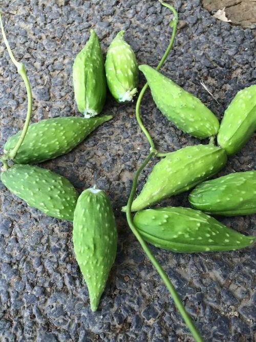 带你吃瓜野生的风