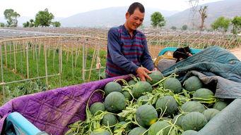 汪仁镇吃瓜,瓜香四溢，品味乡村田园生活