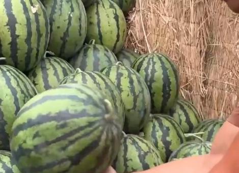 吃瓜季验瓜师走红网络,揭秘瓜界“侦探”的神秘面纱