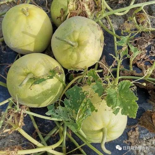 线瓜咋吃,探索美味与健康的完美结合