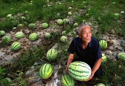 吃瓜群众的技术,网络时代的围观力量